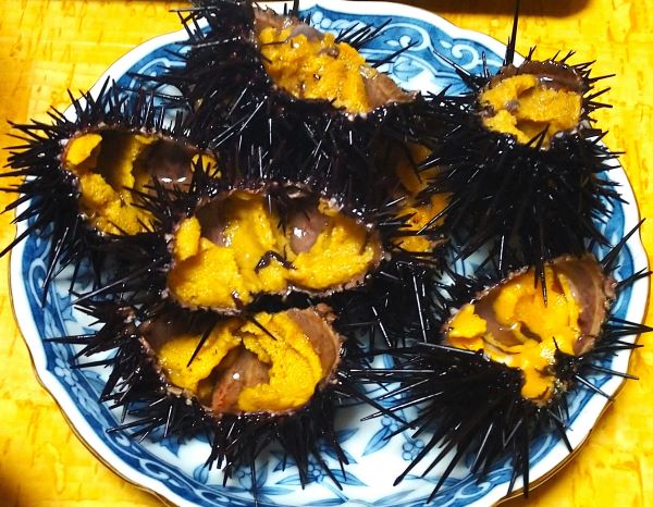 Sea Urchins
