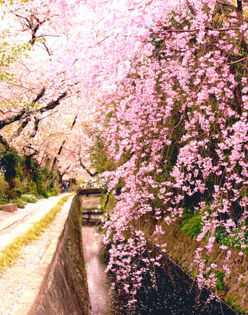 Cherry blossoms on Tetsugaku-no-Michi or the Philosopher's Path along Biwako Sosui (Lake Biwa Canal) in Kyoto, Japan.